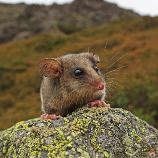 A small Mountain Pygmy Possum sits on a lichen covered granite boulder on Mt Buller